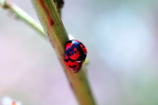 A romantic scene of two mating ladybirds
