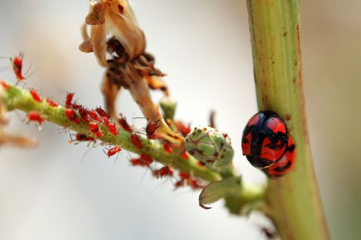 A scene of ladybirds and the red aphids