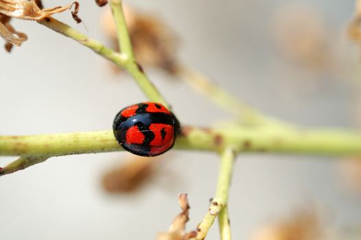 Ladybug climbing along a stem of compositae