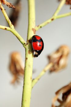 A ladybird walking downwards on a stalk