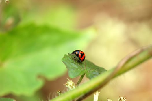 A ladybird resting on a plant leaf