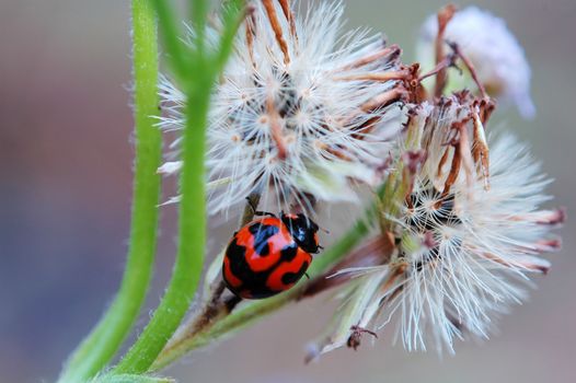 A ladybird climbing around a dandelion or seeds