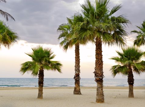 Palm trees on Mediterranean beach