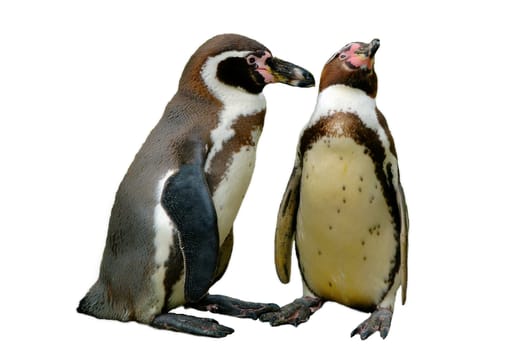 Isolated pare of corting pinguins