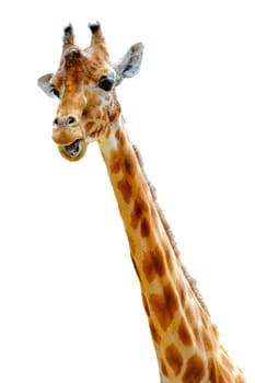 Isolated head of chewing giraffe