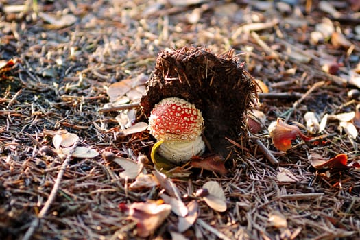 Small mushroom under the layer of the ground