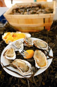 Oysters on a plate with lemon and water-plants