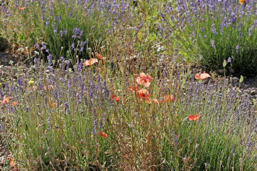 Lavender fields with shining poppies near Senanque, Luberon, Provence, South France. Bei Seanque, Lavendelfelder mit Mohnblüten im Gegenlicht, Provence.