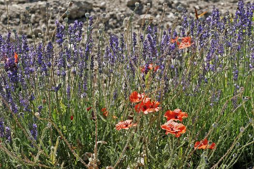 Lavender fields with shining poppies near Senanque, Luberon, Provence, South France. Bei Seanque, Lavendelfelder mit Mohnblüten im Gegenlicht, Provence.