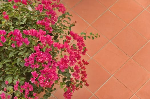 Bougainville flowers with copy space