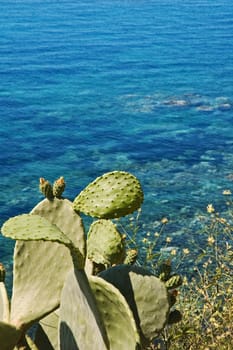 Indian fig plant overlooking Mediterranean sea. Copy space and shallow depth of field.