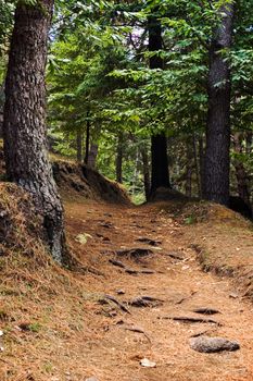 Path in the wood with fallen leaves