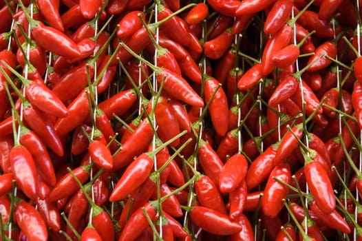 Close up of red chili peppers stacked in rows