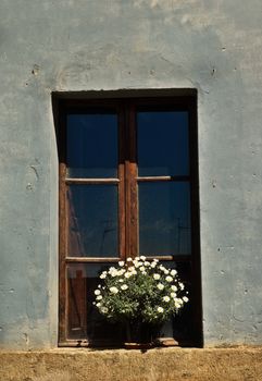 Vase with daisies on window sill