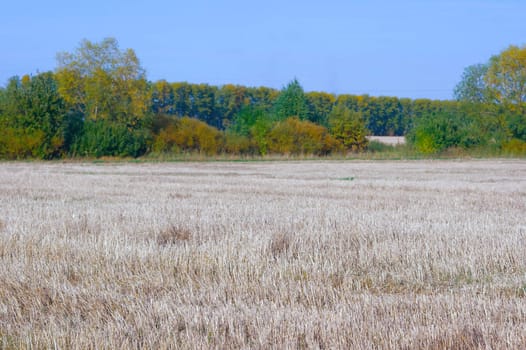 Autumn landscape with yellow fields and green wood