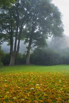 Moody morning mist!