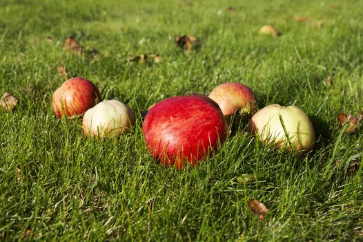 Red interesting colored apple on grass