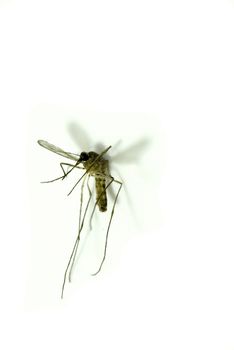 close up on a mosquito