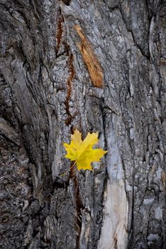 Maple leaf on invoiced cortex tree