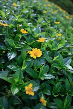 Small Yellow Flower at a garden.