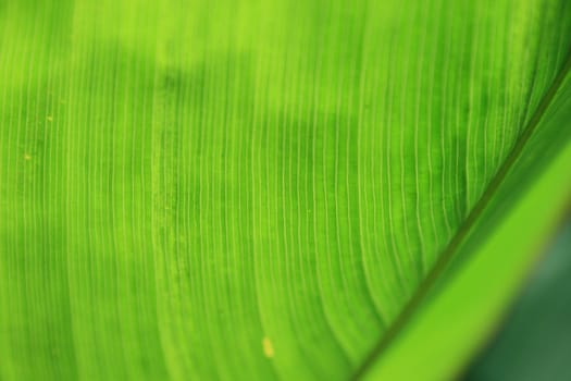 Macro of texture of leaf useful in design.