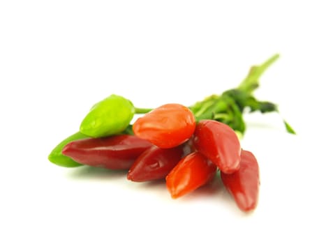 chili pepper and hot red pepper very close