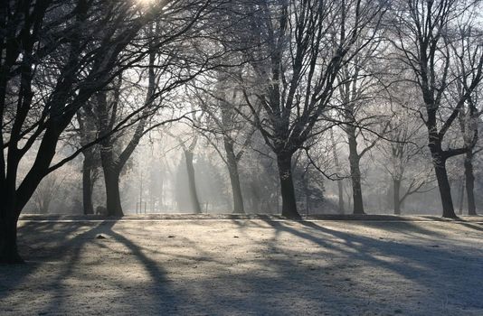 Winter morning in the park