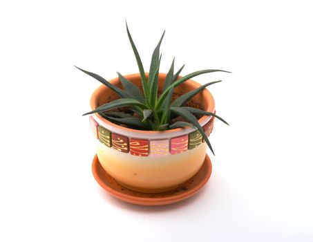 aloe vera leaves detailed on a white background