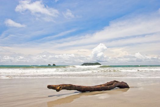 Log at the beach on Manuel Antonio Beach, Costa Rica.