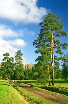Pine trees at the enter to the autumn park