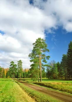 Way to the autumn park with pine trees vertical