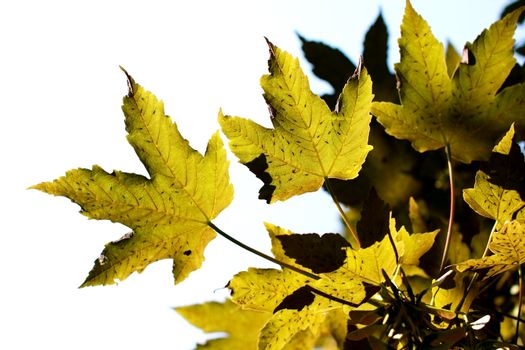 maple leaves close up over bright sky