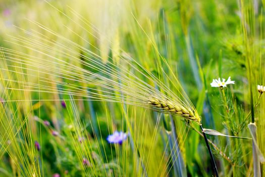 wheat ear close on the summer wheaten field