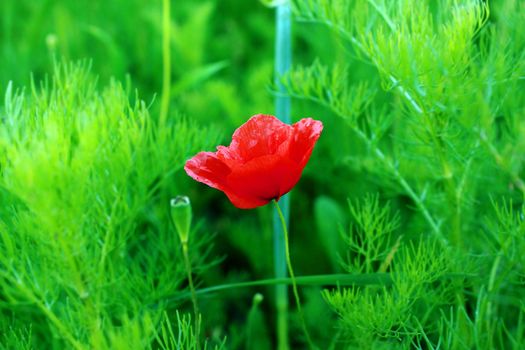 red poppy flower over natural green background