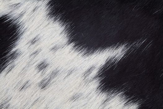 Macro photo of real black and white cowhide.
