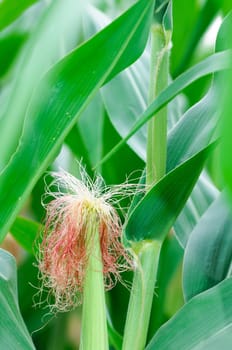 Corn cob on the background of green stems and leaves.