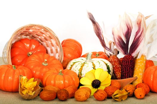 Close up composition of pumpkins, nuts and corns on the table.