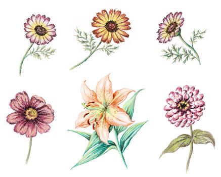 Picture, pastel, hand-draw on white paper: flowers chrysanthemum, cosmos, lily and zinnia