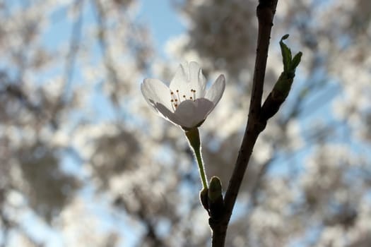 Close up of fruit flowers in the earliest springtime