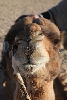 Head of a camel on safari