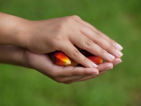 Asian girl holding a bunch of fresh harvested oil palm fruits in Malaysia