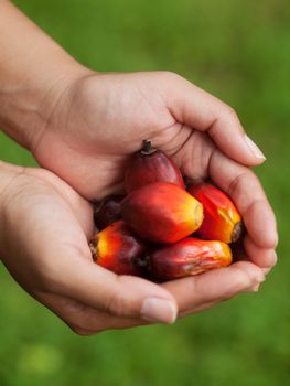 Asian girl holding a bunch of fresh harvested oil palm fruits in Malaysia