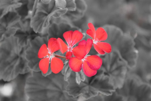 Red Flower