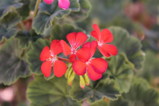 Red Flowers