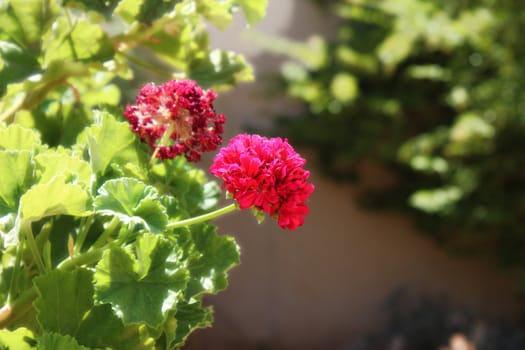 HD Red Flower