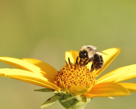 A bee collecting pollen perched on a flower.