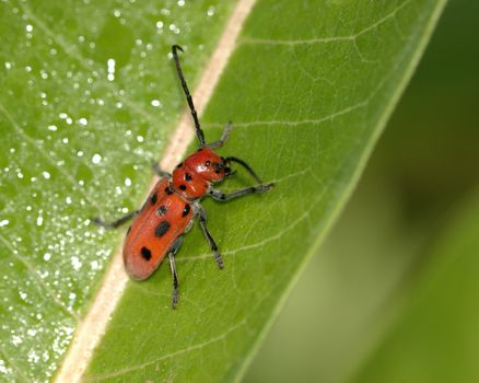 Red Milkweed Bug perched on a green leaf.