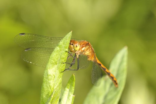 A Dragonfly perched on top of a plant leaf.