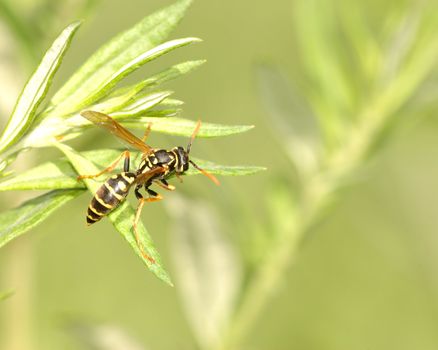 A wasp perched on top of a plant leaf.