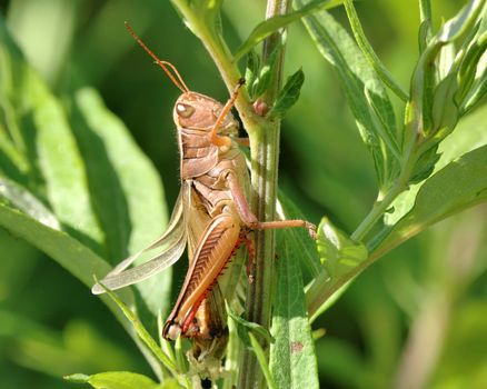 A molting grasshopper perched on a plant stem.